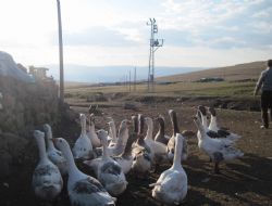 105 yayla elektriğe kavuştu